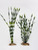 11" & 9" Jungle Val small plants