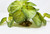 Variegated Potato Vine 5"x 9" silk aquarium plant, stone base, Lower Forty Farm artificial aquarium plant, Goldfish & Betta-safe