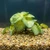 Variegated Potato Vine 5"x 9" silk aquarium plant, stone base, Lower Forty Farm artificial aquarium plant, Goldfish & Betta-safe