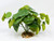 Artificial Green Potato Bush with stone base