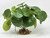 Artificial Green Potato Bush with stone base