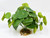 Artificial Green Potato Bush with stone base