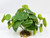 Green Potato Vine 7"x 9" silk aquarium plant, stone base, Lower Forty Farm artificial aquarium plant, Goldfish & Betta-safe
