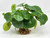 Artificial Green Potato Bush with stone base