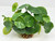 Artificial Green Potato Bush