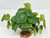 Artificial Green Potato Bush
