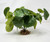 Green Potato Vine 7"x 9" silk aquarium plant, stone base, Lower Forty Farm artificial aquarium plant, Goldfish & Betta-safe