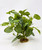 10" tall Green-White Fittonia NERVE Silk Aquarium plant, STONE base, Lower Forty Farm, Goldfish & Betta-safe plant,  artificial aquarium plant