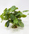 10" tall Green-White Fittonia NERVE Silk Aquarium plant, STONE base, Lower Forty Farm, Goldfish & Betta-safe plant,  artificial aquarium plant