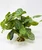 11" tall Green-White FITTONIA Nerve BUSH Silk Aquarium plant, STONE base, Lower Forty Farm, Goldfish & Betta-safe plant,  artificial aquarium plant