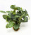 10" tall Green-White Fittonia NERVE Silk Aquarium plant, STONE base, Lower Forty Farm, Goldfish & Betta-safe plant,  artificial aquarium plant