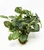 11" tall Green-White FITTONIA Nerve BUSH Silk Aquarium plant, STONE base, Lower Forty Farm, Goldfish & Betta-safe plant,  artificial aquarium plant
