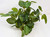 10" tall Green-White Fittonia NERVE Silk Aquarium plant, STONE base, Lower Forty Farm, Goldfish & Betta-safe plant,  artificial aquarium plant