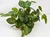 11" tall Green-White FITTONIA Nerve BUSH Silk Aquarium plant, STONE base, Lower Forty Farm, Goldfish & Betta-safe plant,  artificial aquarium plant