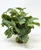 11" tall Green-White FITTONIA Nerve BUSH Silk Aquarium plant, STONE base, Lower Forty Farm, Goldfish & Betta-safe plant,  artificial aquarium plant
