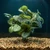 11" tall Green-White FITTONIA Nerve BUSH Silk Aquarium plant, STONE base, Lower Forty Farm, Goldfish & Betta-safe plant,  artificial aquarium plant