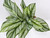 14" Large Green-White ZEBRA Philo BUSH Silk Philodendron aquarium Plant, Stone base, Goldfish & Betta-safe plant, Lower Forty Farm artificial aquarium plant