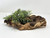 11" Natural Mopani Wood & soft Glosso Baby Tears artificial aquarium plant, hand-made by Lower Forty Farm