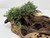 11" Natural Mopani Wood & soft Glosso Baby Tears artificial aquarium plant, hand-made by Lower Forty Farm