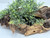 11" Natural Mopani Wood & soft Glosso Baby Tears artificial aquarium plant, hand-made by Lower Forty Farm