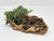 11" Natural Mopani Wood & soft Glosso Baby Tears artificial aquarium plant, hand-made by Lower Forty Farm