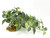 11" Long LARGE Dark Green Fittonia NERVE Silk Bush Aquarium plant, STONE base, Goldfish & Betta-safe plant, Lower Forty Farm artificial aquarium plant