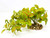 11" Long LARGE Light Green & Red Fittonia NERVE Silk Bush Aquarium plant, STONE base, Goldfish & Betta-safe plant, Lower Forty Farm artificial aquarium plant