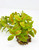 11" Long LARGE Light Green & Red Fittonia NERVE Silk Bush Aquarium plant, STONE base, Goldfish & Betta-safe plant, Lower Forty Farm artificial aquarium plant