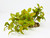 11" Long LARGE Light Green & Red Fittonia NERVE Silk Bush Aquarium plant, STONE base, Goldfish & Betta-safe plant, Lower Forty Farm artificial aquarium plant