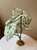 14"H  4-Leaves WHITE CALADIUM Silk Broad Leaf aquarium plant, stone base, hand-made by Lower Forty Farm
