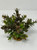 6" Lg BUSH 4-stem BROWN-Green BOXWOOD Plastic Plant, Stone Base, Lower Forty Farm, unique handmade realistic natural-looking artificial aquarium plant 6" Lg BUSH 4-stem BROWN-Green BOXWOOD Plastic Plant, Stone Base, Lower Forty Farm, unique handmade realistic natural-looking artificial aquarium plant