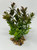 6" Small 2-stem BROWN-Green BOXWOOD Plastic Plant, Stone Base, Lower Forty Farm, unique handmade realistic natural-looking artificial aquarium plant 6" Small 2-stem BROWN-Green BOXWOOD Plastic Plant, Stone Base, Lower Forty Farm, unique handmade realistic natural-looking artificial aquarium plant