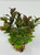6" Small 2-stem BROWN-Green BOXWOOD Plastic Plant, Stone Base, Lower Forty Farm, unique handmade realistic natural-looking artificial aquarium plant