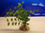 5" MINI PEA LEAF 3-stem Soft wireless Plastic Plant, Stone Base, Lower Forty Farm, unique handmade realistic natural-looking artificial aquarium plant 5" MINI PEA LEAF 3-stem Soft wireless Plastic Plant, Stone Base, Lower Forty Farm, unique handmade realistic natural-looking artificial aquarium plant