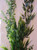 27" XL MIXED Pea Leaf, Bamboo, & Sea Spray Plastic Plant 812, stone base, Realistic Artificial Aquarium plastic plant, Lower Forty Farm unique combination artificial aquarium plant arrangement 27" XL MIXED Pea Leaf, Bamboo, & Sea Spray Plastic Plant 812, stone base, Realistic Artificial Aquarium plastic plant, Lower Forty Farm unique combination artificial aquarium plant arrangement
