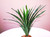 7-8" Medium DARK Green Striped DRAGON Dracaena Soft Betta-safe plant, stone base, Lower Forty Farm artificial aquarium plant