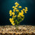 11 in. Golden YELLOW Soft Silk Baby's Breath FLOWER Betta-safe plant, stone base, Lower Forty Farm artificial aquarium p