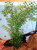21" Med PEA LEAF 3-stem Soft Flowing Plastic Plant, Stone Base, Lower Forty Farm, unique handmade realistic natural-looking artificial aquarium plant 21" Med PEA LEAF 3-stem Soft Flowing Plastic Plant, Stone Base, Lower Forty Farm, unique handmade realistic natural-looking artificial aquarium plant