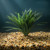 8" Large DARK Green-Striped DRAGON  Dracaena, Very soft silk Goldfish & Betta-safe plant, stone base, Lower Forty Farm a