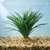 8 Large DARK Green-Striped DRAGON  Dracaena, Very soft silk Goldfish & Betta-safe plant, stone base, Lower Forty Farm ar