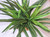 8" Large DARK Green-Striped DRAGON  Dracaena, Very soft silk Goldfish & Betta-safe plant, stone base, Lower Forty Farm artificial aquarium plant