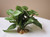 4" SMALL (4-stem) Green/White POTHOS Bush, soft silk Goldfish & Betta-safe plant, stone base, Lower Forty Farm artificial aquarium plant