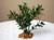 5" MINI Sage Green BOXWOOD Plastic Plant, Stone Base, Lower Forty Farm, unique handmade realistic natural-looking artificial aquarium plant 5" MINI Sage Green BOXWOOD Plastic Plant, Stone Base, Lower Forty Farm, unique handmade realistic natural-looking artificial aquarium plant