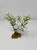 White flower & Diti plant