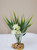 Mini Bamboo plant with Cream-Green flower