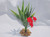 Mini Bamboo plant with Red flower