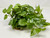 10" wide x 6" tall LARGE Green/White POTHOS BUSH & Vines silk Goldfish & Betta-safe plant, stone base, Lower Forty Farm artificial aquarium plant 10" wide x 6" tall LARGE Green/White POTHOS BUSH & Vines silk Goldfish & Betta-safe plant, stone base, Lower Forty Farm artificial aquarium plant