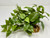 10" wide x 6" tall LARGE Green/White POTHOS BUSH & Vines silk Goldfish & Betta-safe plant, stone base, Lower Forty Farm artificial aquarium plant 10" wide x 6" tall LARGE Green/White POTHOS BUSH & Vines silk Goldfish & Betta-safe plant, stone base, Lower Forty Farm artificial aquarium plant