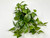 10" wide x 6" tall LARGE Green/White POTHOS BUSH & Vines silk Goldfish & Betta-safe plant, stone base, Lower Forty Farm artificial aquarium plant 10" wide x 6" tall LARGE Green/White POTHOS BUSH & Vines silk Goldfish & Betta-safe plant, stone base, Lower Forty Farm artificial aquarium plant