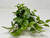 10" wide x 6" tall LARGE Green/White POTHOS BUSH & Vines silk Goldfish & Betta-safe plant, stone base, Lower Forty Farm artificial aquarium plant 10" wide x 6" tall LARGE Green/White POTHOS BUSH & Vines silk Goldfish & Betta-safe plant, stone base, Lower Forty Farm artificial aquarium plant